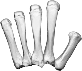 Bones of the Hand A Structural Study PNG