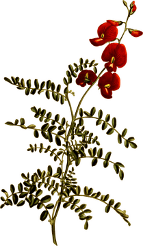 Crimson Flower with Lush Green Leaves PNG