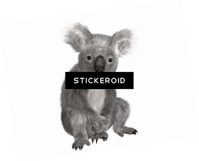 Koala Bear Adventure in the Tree Canopy PNG