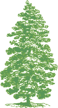 Serene Beauty of the Pine Cone Tree PNG
