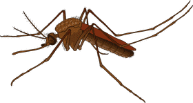 Ultimate Mosquito Repellent for Peaceful Nights PNG