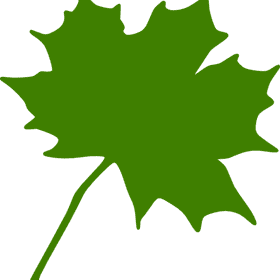 Vibrant Green Leaf of Nature PNG