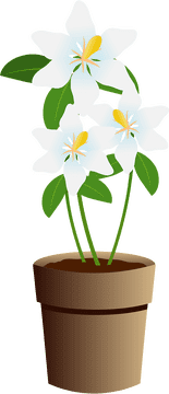 Elegant White Orchid Plant Pot Display PNG