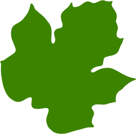 Vibrant Green Leaf of Nature's Embrace PNG