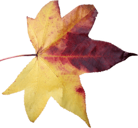 Autumn's Colorful Leaf Symphony PNG