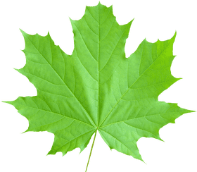 Vibrant Green Leaf of Nature's Splendor PNG