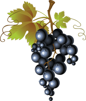 Elegant Black Grapes Picture PNG