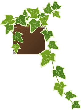 Vibrant Ivy Leaf Climbing Elegance PNG