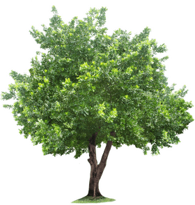 Majestic Green Canopy Tree PNG