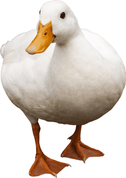 Whimsical Rubber Duck Adventure Buddy PNG