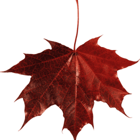 Crimson Maple Leaf of Autumn Glory PNG
