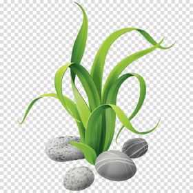 Underwater Serenity with Greenery and Stones PNG