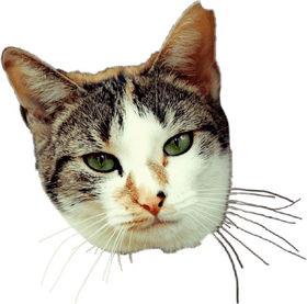 Majestic Green-Eyed Cat Embracing Curiosity PNG