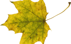 Golden Autumn Leaf Elegance PNG