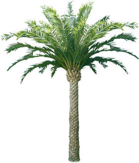 Majestic Coconut Tree with Lush Fronds PNG