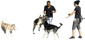 Joyful Dog Walking and Playtime Adventure PNG