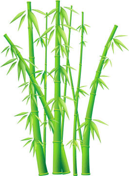 Serene Bamboo Forest Haven PNG