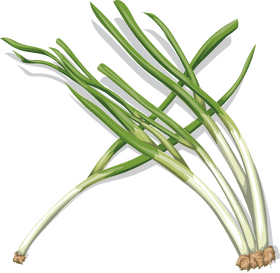 Spring Onions Freshness of the Season PNG