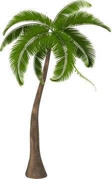Tropical Bliss The Majestic Palm Tree PNG