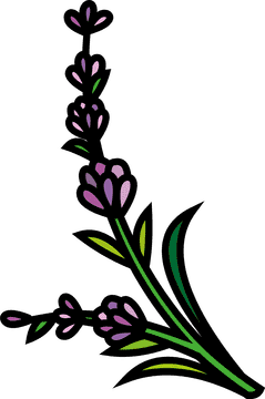 Lavender Field Serenity and Beauty PNG