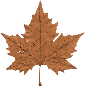 Autumn's Whispering Leaf Elegance PNG