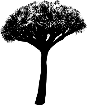 Graceful Silhouette of a Tree PNG