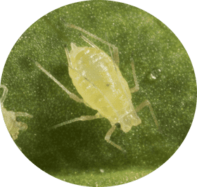 Yellow Insect on Green Leaf Surface PNG