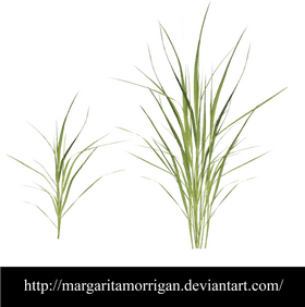 Graceful Grass Nature's Elegant Green Decor PNG