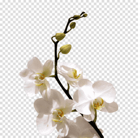Elegant White Orchid Blooms in Harmony PNG