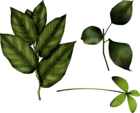 Elegant Ivy Leaf Design Inspirations PNG