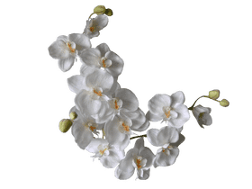 Elegance in White The Orchid Collection PNG