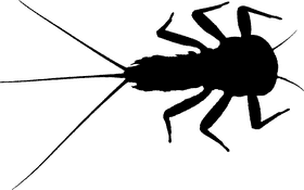 Shadowy Insect of the Night PNG