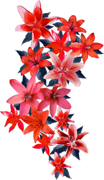 Vibrant Blossom A Celebration of Red Flowers PNG