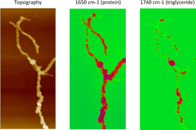 Intricate Structures of Bacteria Under Microscopy PNG