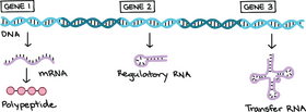 Understanding DNA From Genes to Protein Synthesis PNG