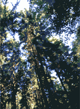 Whispers of Life Exploring the Rainforest Canopy PNG