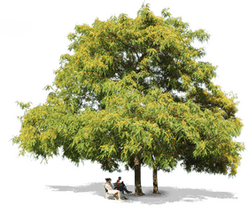 Tree of Tranquility and Togetherness PNG