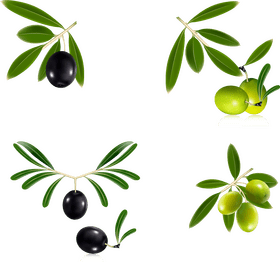 Olive Oil The Essence of Natural Goodness PNG