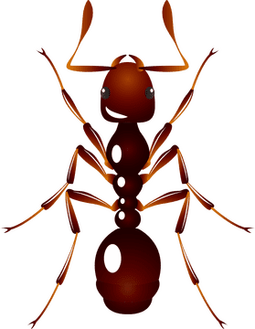 Cheerful Ant The Friendly Insect PNG