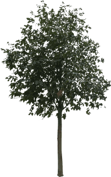 Lush Green Canopy Tree of Life PNG