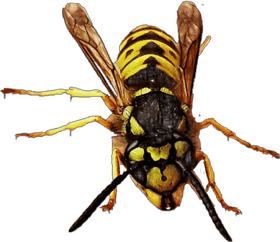 Vibrant Yellow and Black Insect Wonder PNG
