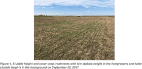 Lavender Field Serenity and Natural Beauty PNG