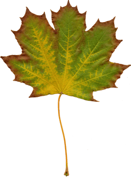 Autumn's Embrace The Colorful Leaf PNG