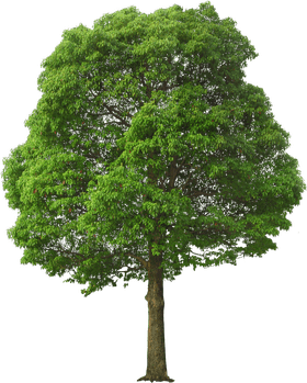 Lush Green Canopy Tree of Life PNG