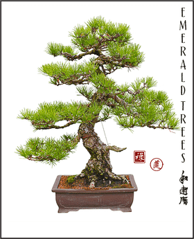 Emerald Bonsai Tree of Tranquility PNG