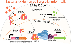 Bacteria and Human Cell Interaction Pathways PNG