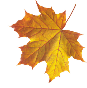 Golden Autumn Leaf Majesty PNG