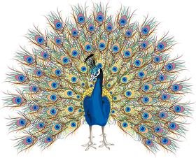 Majestic Peacock in Vibrant Display PNG