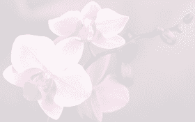 Orchid Elegance The Beauty of Nature's Bloom PNG
