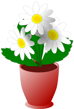 Cheerful Daisy Bloom in a Plant Pot PNG